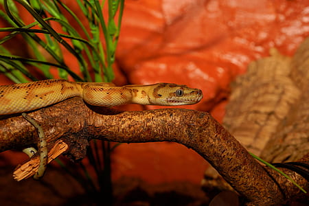 brown and black snake on branch thumbnail