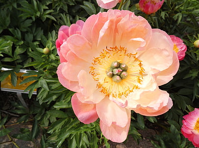 pink peony flower in close-up photography thumbnail
