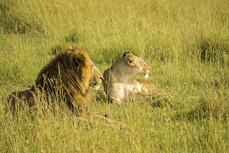 lion and lioness resting in green grass thumbnail