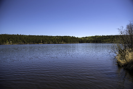 Trees, shoreline, nature, water on the Ingraham Trail thumbnail
