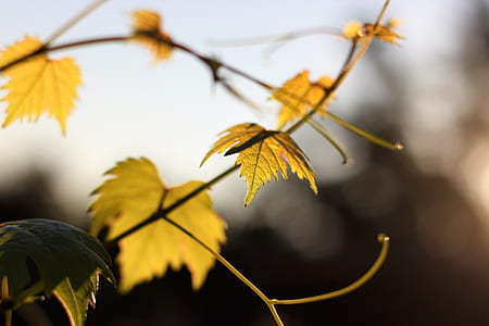 depth photography of green leafed plant thumbnail