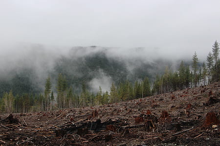 mountain landscape with thick fog during daytime thumbnail