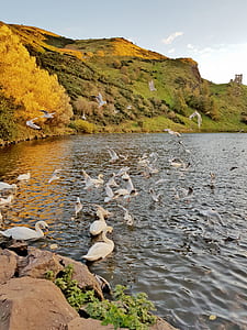 white swan on body of water during daytime thumbnail