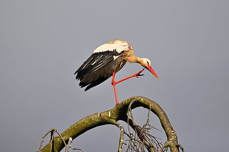 white and black crane bird on gray tree at daytime thumbnail