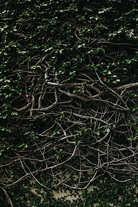 green leaf plants thumbnail