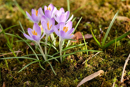 purple and white petaled flowers thumbnail