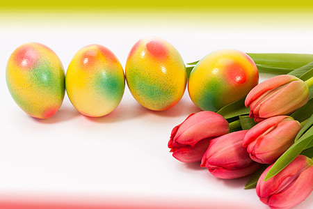 yellow eggs and red tulips on white surface thumbnail