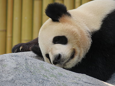 Panda lying on gray rock thumbnail