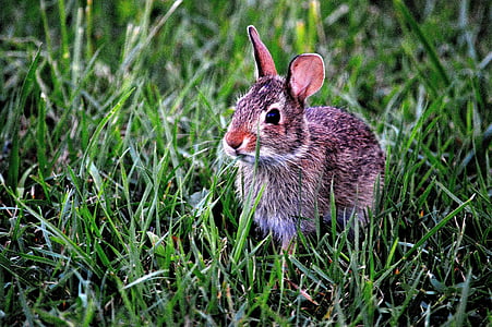 brown and white rabbit on green grass during daytime thumbnail
