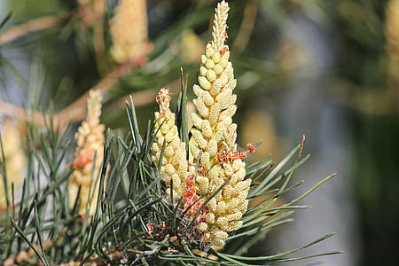 pine tree flower thumbnail