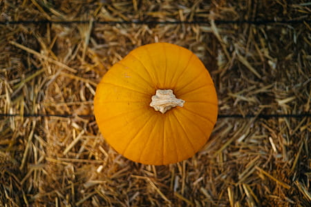 shallow focus photography of pumpkin thumbnail