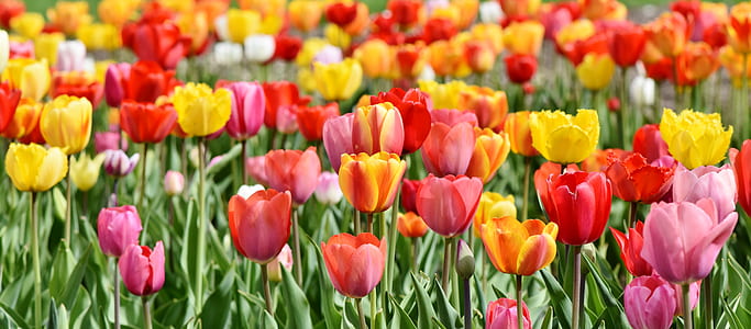 red and yellow petaled flowers thumbnail