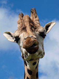 brown giraffe thumbnail