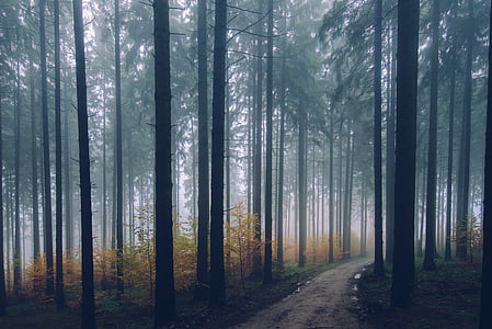 brown pathway surrounded by trees thumbnail