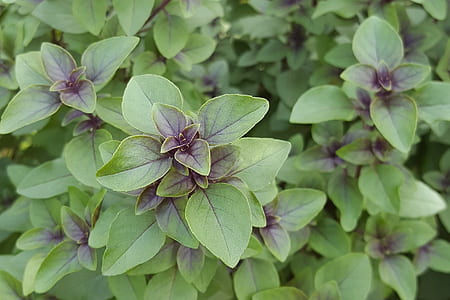 photo of green ovate plant thumbnail