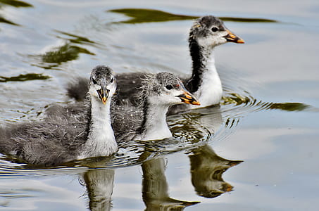three gray ducks thumbnail