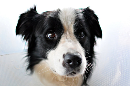 adult white and black border collie thumbnail