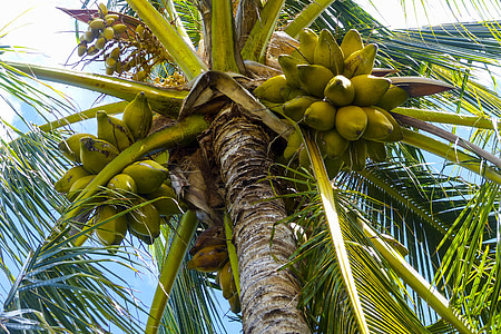 low angle photography of coconut tree thumbnail