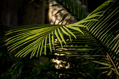 green leafed plants thumbnail