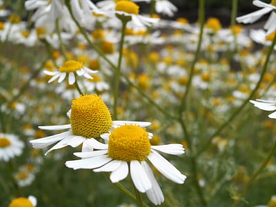 Tilt Lens Photography of Daisy Flower thumbnail