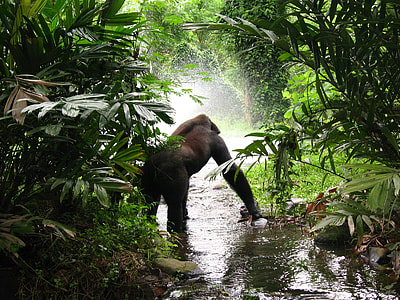Gorilla on body of water besides green leaf plant at daytime thumbnail