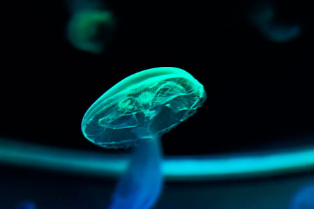 green jellyfish closeup photography thumbnail
