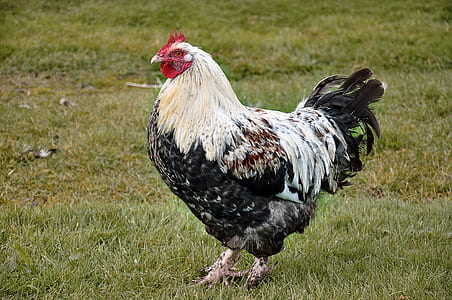 black and white bantam rooster standing on grass thumbnail