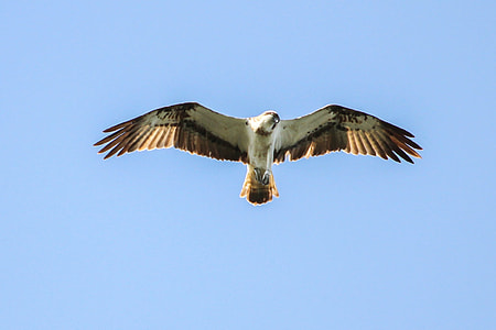 Osprey, Müritz thumbnail