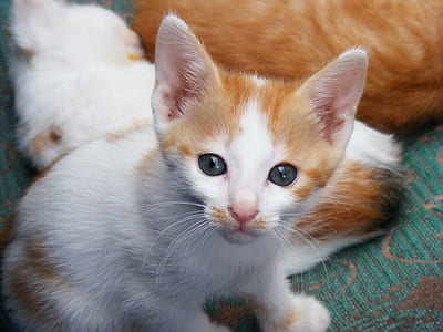 orange tabby kitten thumbnail