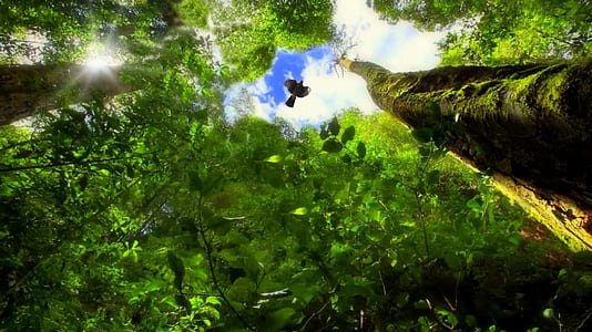 worm's eye view photography of tree and bird thumbnail