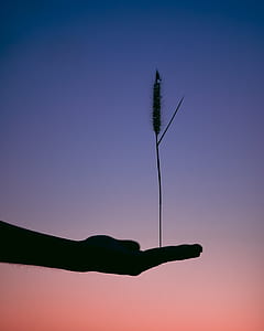 silhouette photo of person holding grass thumbnail
