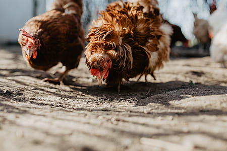 Farm chicken eating seeds thumbnail