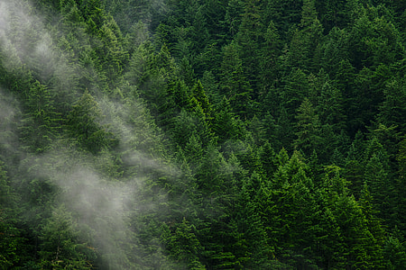 green tree lot thumbnail