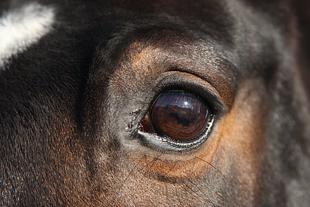 selective focus photography of animal's eye thumbnail