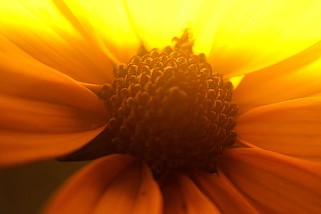 white and brown flower thumbnail