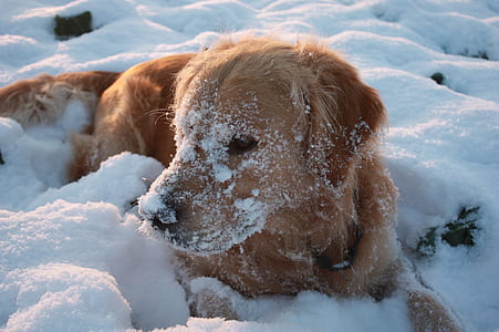 adult golden retriever lying on snow field at daytime thumbnail