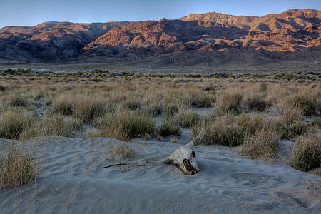 horned animal skull in the middle of desert near mountains thumbnail
