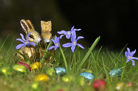 depth of field photography of blue flowers thumbnail