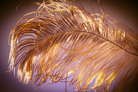 brown feather thumbnail