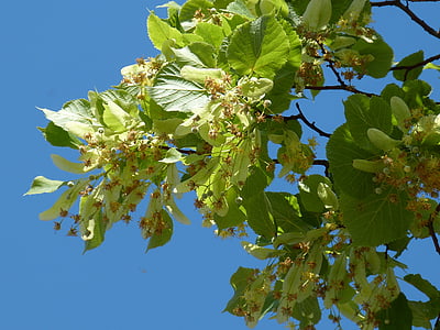 low angle photography of green leafed tree thumbnail