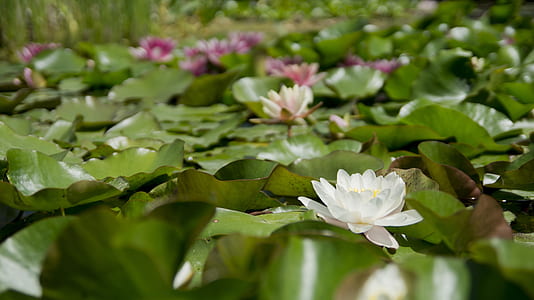 selective focus photography of pink and white water lilies thumbnail