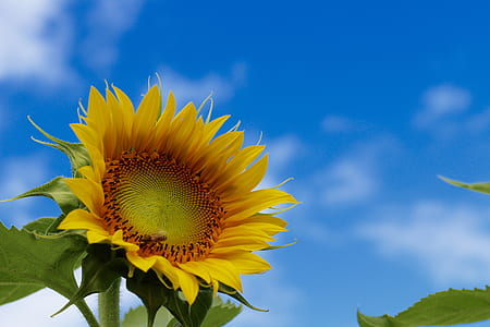 selective focus photograph of sunflower thumbnail