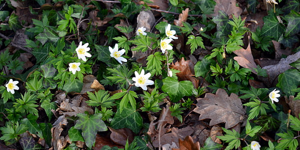 white petaled flowers with green leaves thumbnail
