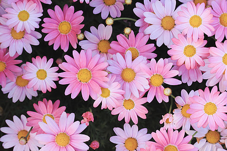 pink daisy flowers photo thumbnail