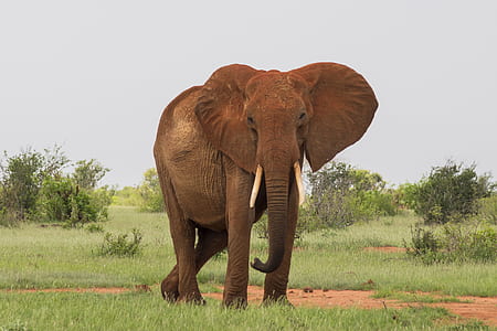 adult elephant standing on green grass field thumbnail