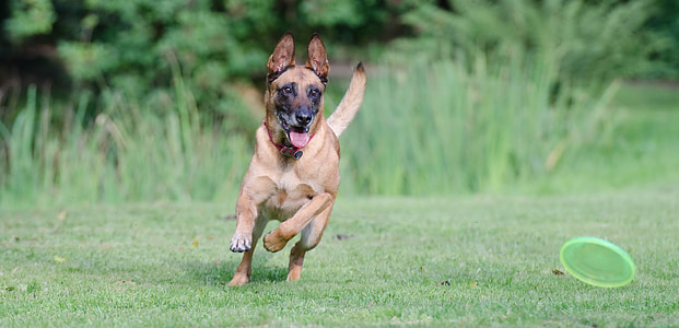 brown Belgian malinois running on green grass field during daytime thumbnail