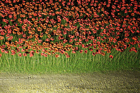 Field of red poppies thumbnail