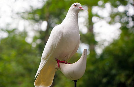white dove thumbnail