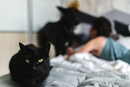 Cat Portrait thumbnail