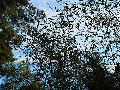 green leafed trees thumbnail
